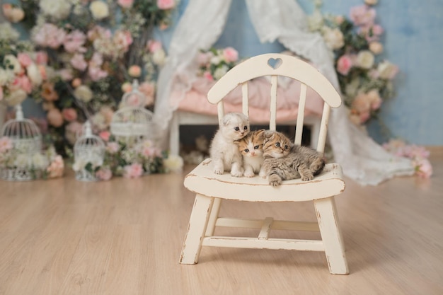 красивая открытка с маленькими британскими котятами