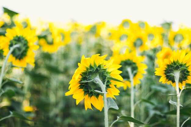 Beautiful card with summer yellow sunflower field. Sunflower blooming