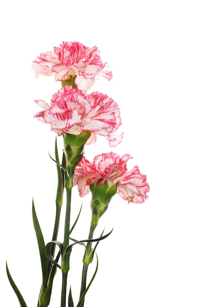 Beautiful carnations isolated on white