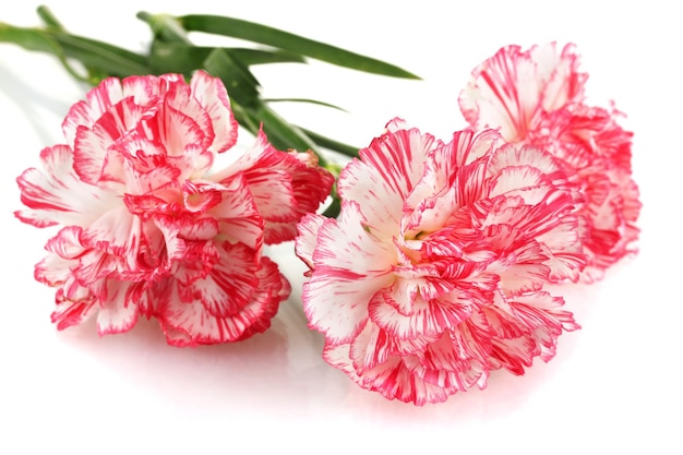 Beautiful carnations isolated on white