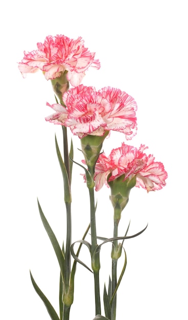 Beautiful carnations isolated on white