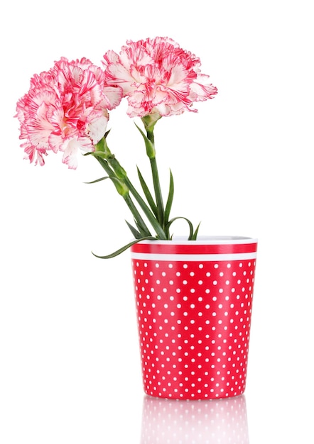 Beautiful carnations in red cup isolated on white