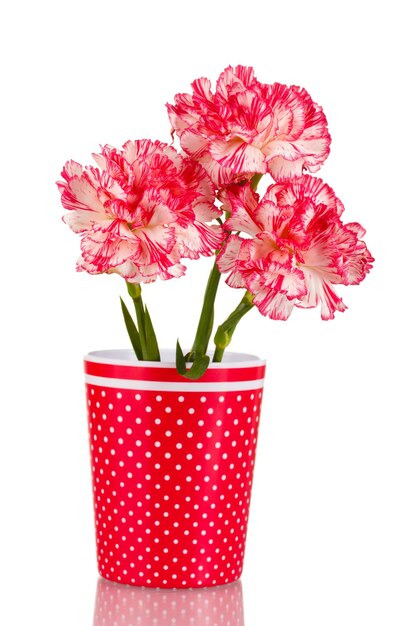 Beautiful carnations in red cup isolated on white