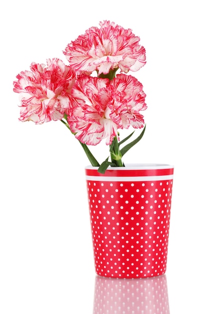 Beautiful carnations in red cup isolated on white