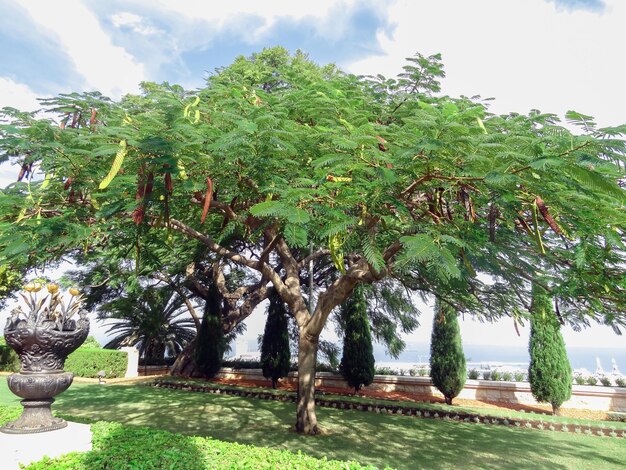 Beautiful carob tree in the park on a sunny day