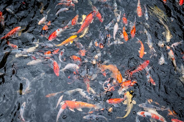 Beautiful carp koi fish swimming in pond in the garden