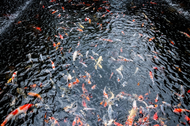 Bella carpa koi pesce che nuota nello stagno in giardino