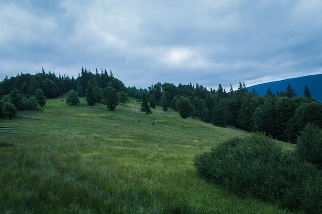 Beautiful carpathian mountains road hills forest ukrainene