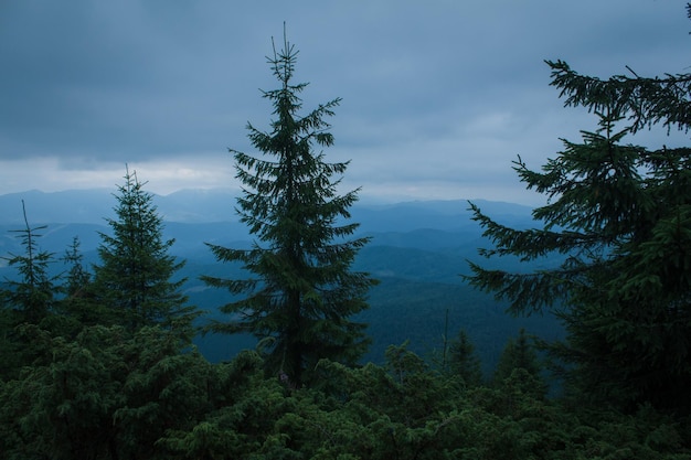 Beautiful carpathian mountains road hills forest ukrainene