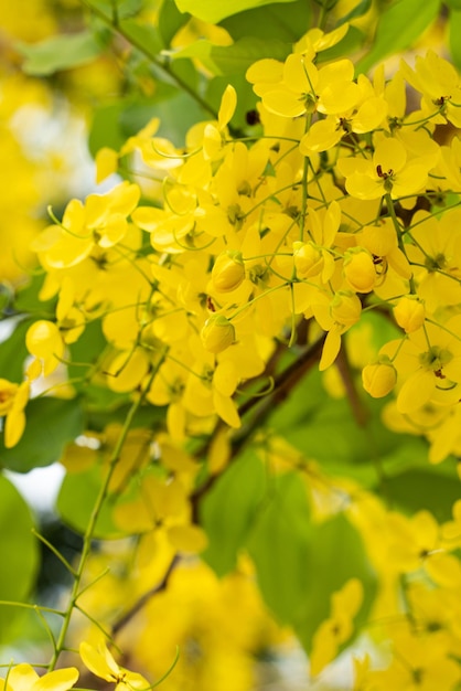 Beautiful Cassia fistula golden shower flowers blooming on the tree in Taiwan