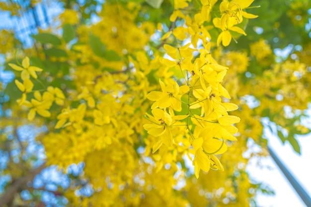 Beautiful of cassia tree golden shower tree Yellow Cassia fistula flowers on a tree in spring Cassia fistula known as the golden rain tree or shower tree national flower of Thailand