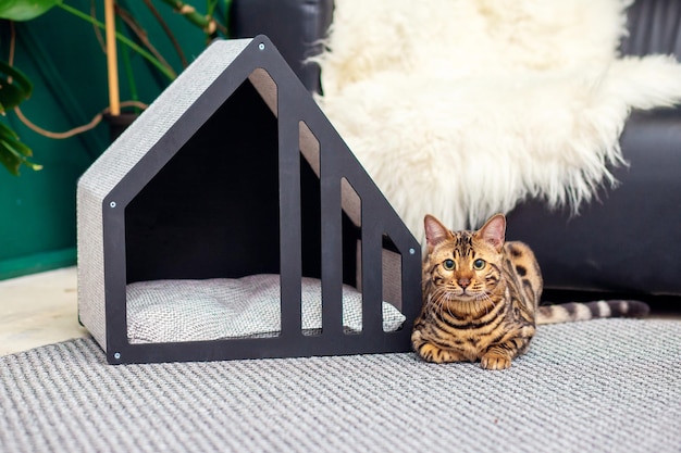 A beautiful cat of the bengal breed near the house for cats.
cozy cat house in the interior