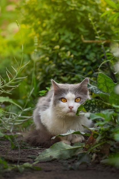 庭の美しい猫と咲く植物