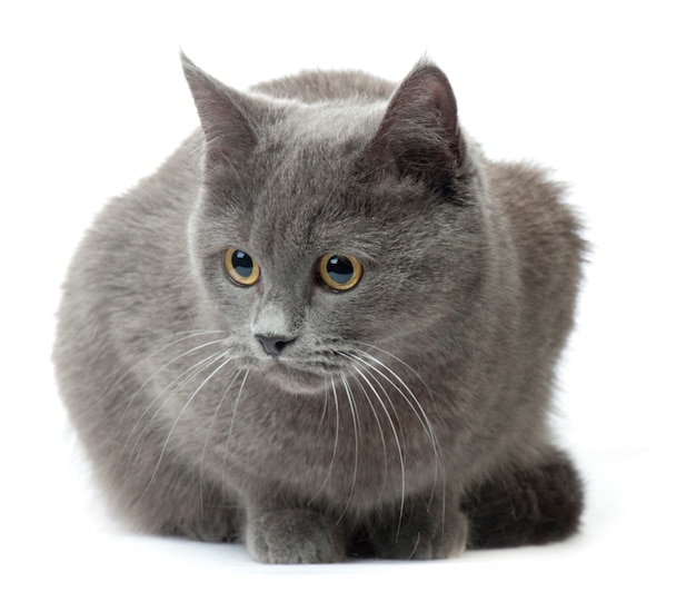 Beautiful cat breed "Russian Blue" isolated