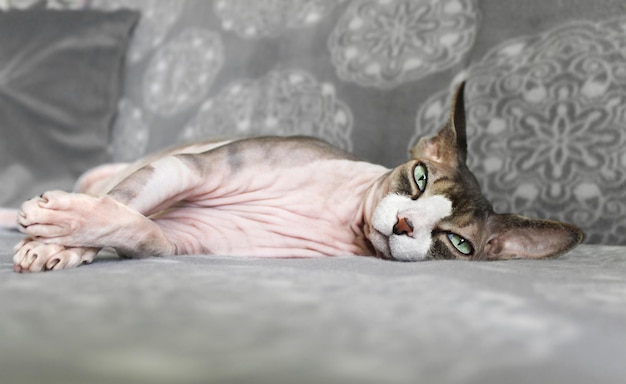 カナダのスフィンクスの品種の美しい猫がソファに印象的に横たわっています