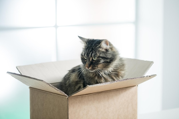 Beautiful cat in a cardboard box