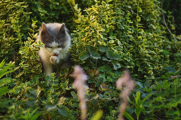 Bellissimo gatto gatto che lava la zampa e si lecca tra i fiori che sbocciano il gattino adorabile lecca le zampe dopo il pasto in una soleggiata giornata estiva