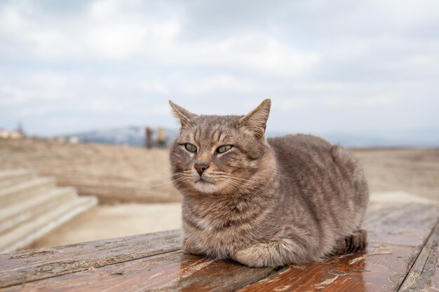 クローズアップの美しい猫は、自然の中でテーブルの上に横たわって休んでいます猫はそれから見て眠ります