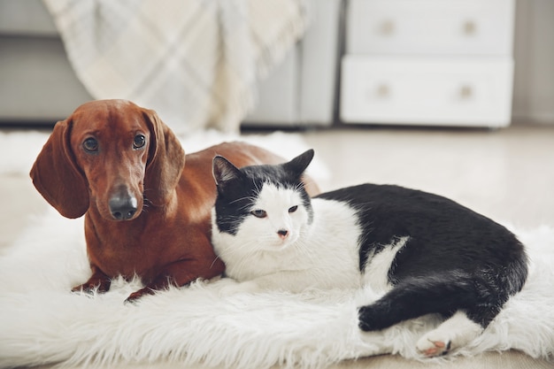 Красивая кошка и собака такса на ковре, в помещении