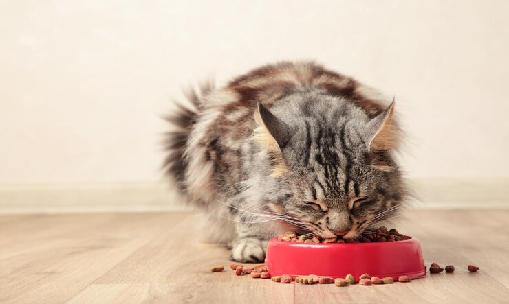 明るい背景にペットフードを食べる美しい猫 かわいい家畜