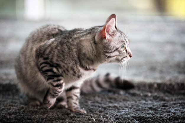 Beautiful cat on floor closeup