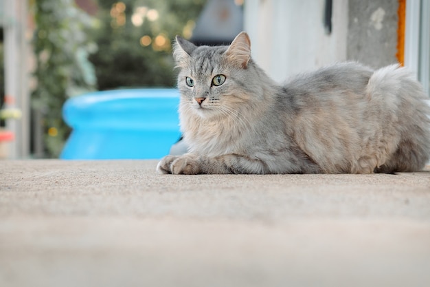 Beautiful cat gray fluffy kitty with green eyes on