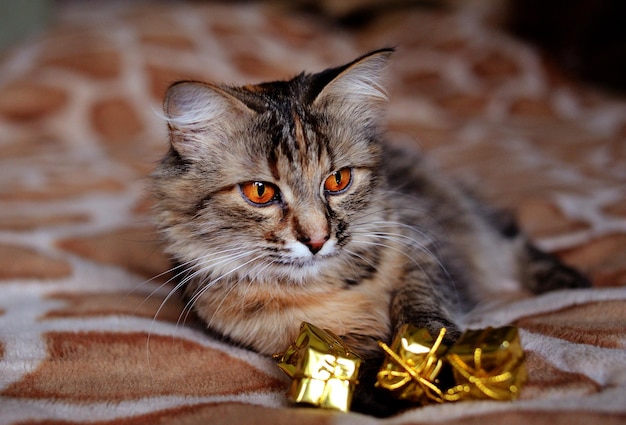 Foto bel gatto a casa occhi verdi