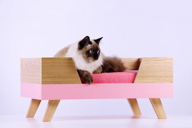 a beautiful cat is sitting on a bed for cats