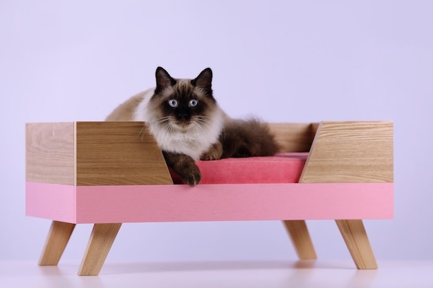 a beautiful cat is sitting on a cot for cats