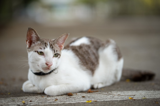 A beautiful cat is sitting on the ground