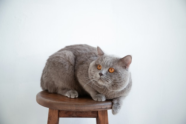 Beautiful cat is sitting in a room in the interior.