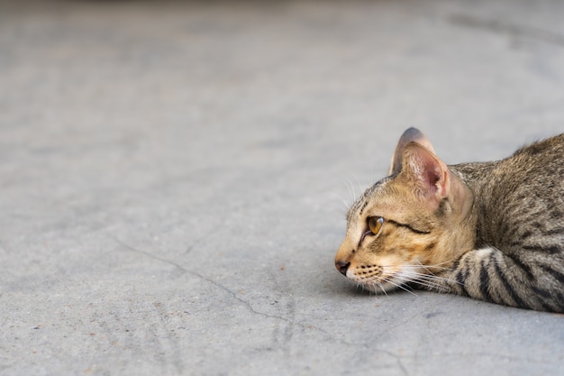 Beautiful cat laying down on the street and looking ahead