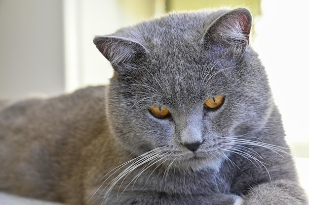 Beautiful cat lies in the kitchen on the table