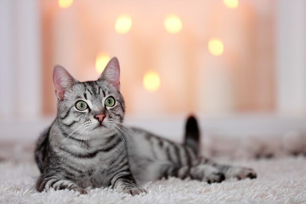 Beautiful cat on light background