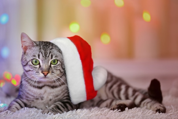 Beautiful cat on light background