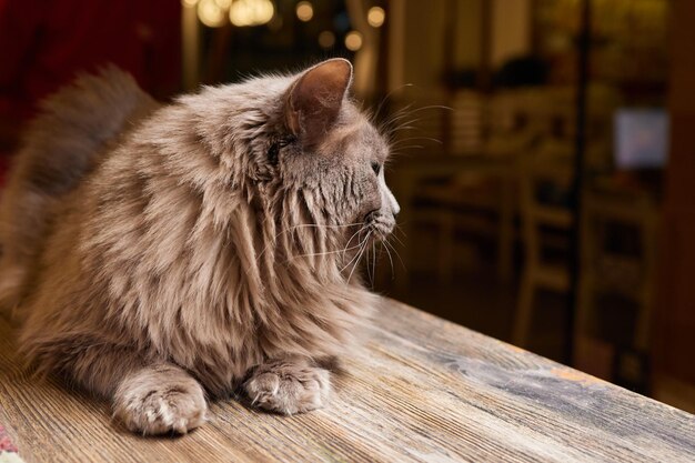 Photo beautiful cat in living room at home