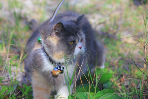 A beautiful cat in long beach