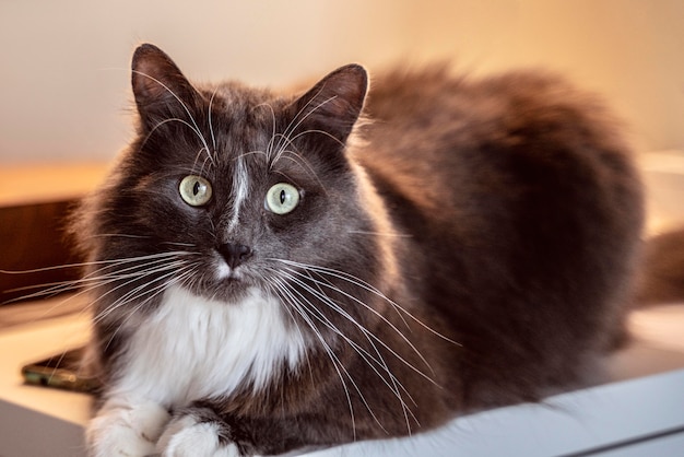 Photo beautiful cat looking into the camera