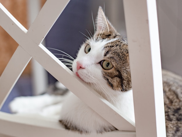 Bellissimo gatto sdraiato su una sedia bianca a casa, al chiuso, faccia buffa espressione