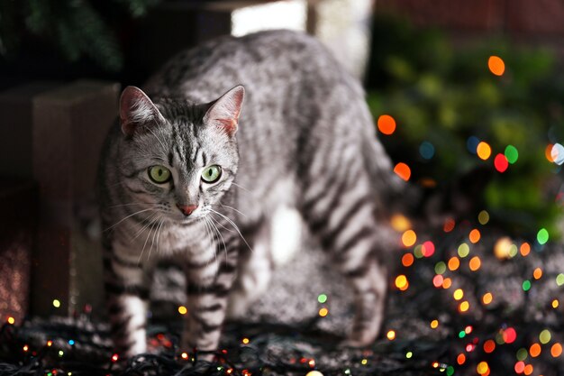 Bellissimo gatto vicino all'albero di natale con decorazioni