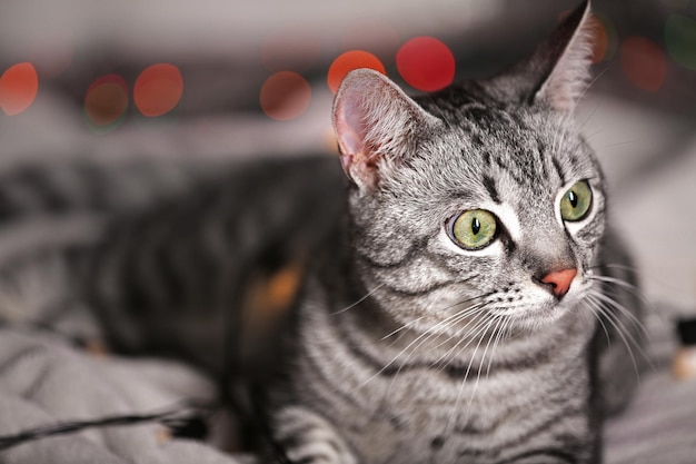 Beautiful cat near Christmas tree with decoration