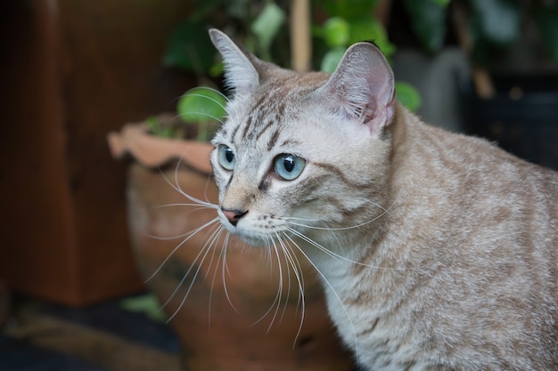 美しい猫の野外