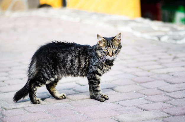 外の美しい猫