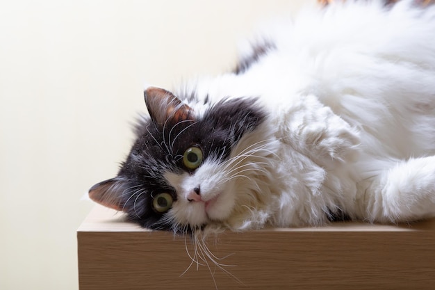Bella razza persiana gatto sullo sfondo beige occhi verdi di colore bianco e nero metis closeup