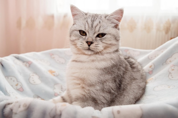 컬러 리본을 가지고 노는 아름다운 고양이 회색 재미있는 새끼 고양이