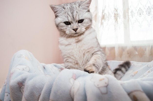 Beautiful cat playing with colored ribbons Gray funny kitten