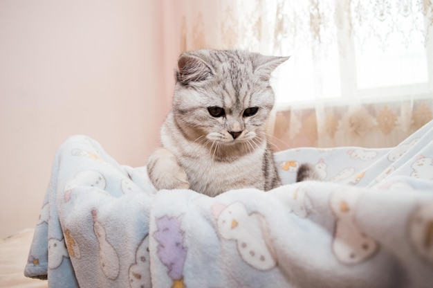 Beautiful cat playing with colored ribbons Gray funny kitten