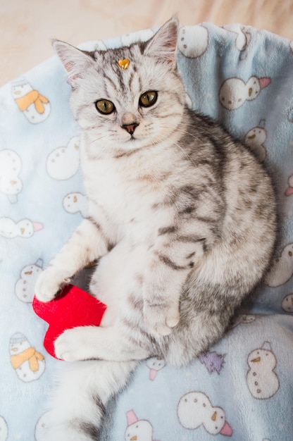 Beautiful cat playing with colored ribbons Gray funny kitten