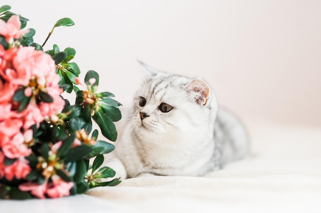 Beautiful cat playing with flower pots