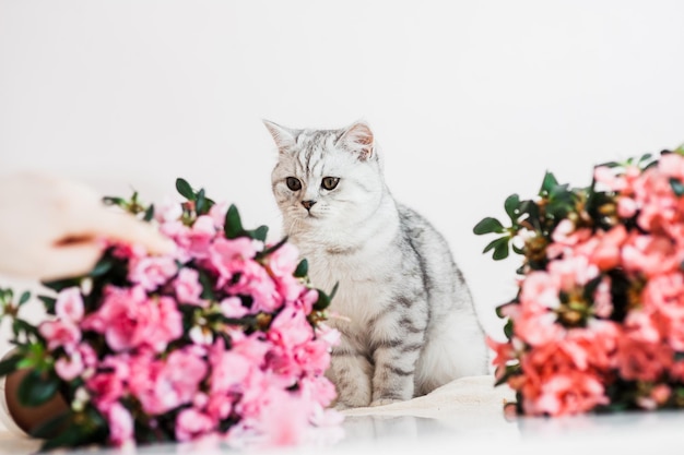 Beautiful cat playing with flower pots